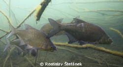 Abramis brama, realy shy fishes...(Photo for Viktor) by Rostislav Štefánek 
